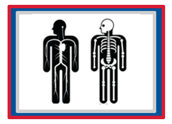 Grade 10 Chapter – Heart, Circulation and Human Skeleton