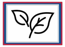 Grade 10 Chapter – The Leaf