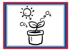 Grade 8 Chapter – Photosynthesis and Cell Respiration