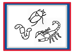 Grade 11 Chapter – Animal Diversity