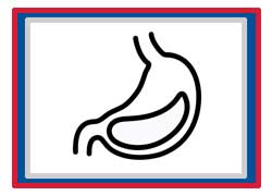 Grade 11 Chapter – Digestive System