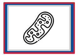 Grade 11 Chapter – Cellular Respiration
